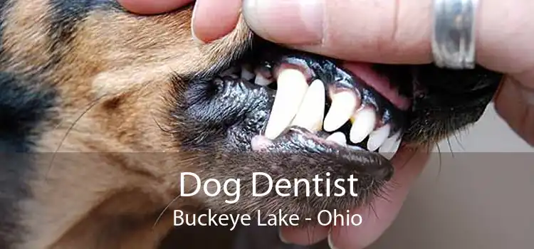 Dog Dentist Buckeye Lake - Ohio