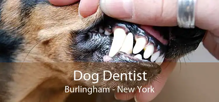 Dog Dentist Burlingham - New York