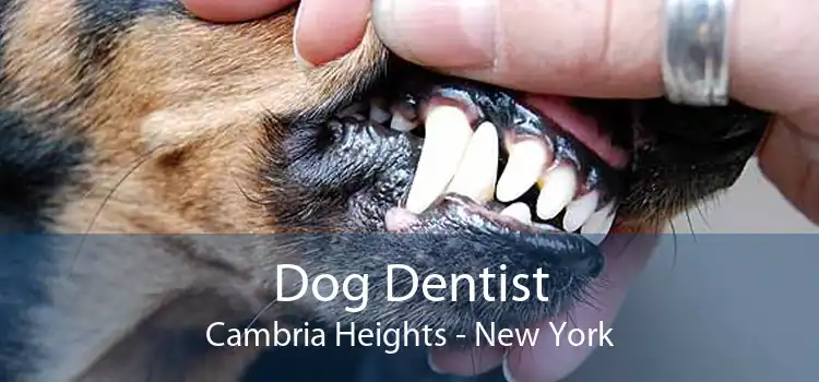 Dog Dentist Cambria Heights - New York