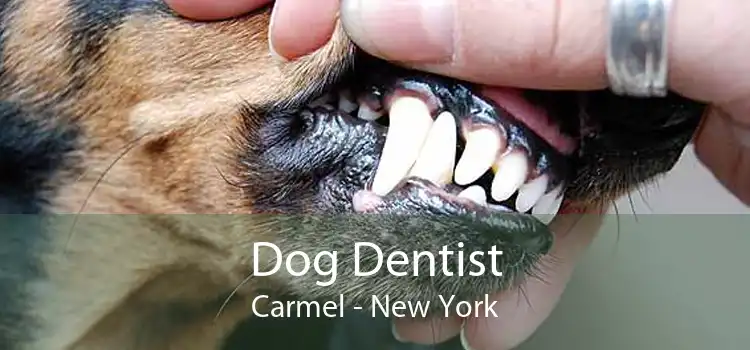 Dog Dentist Carmel - New York