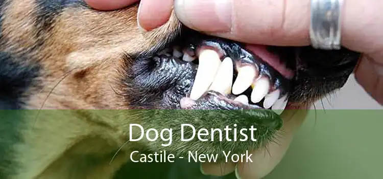 Dog Dentist Castile - New York