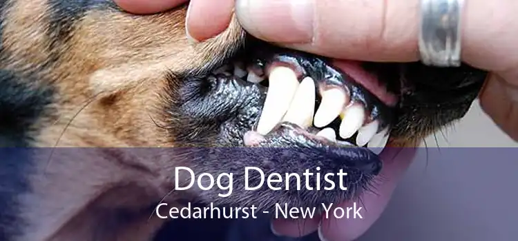 Dog Dentist Cedarhurst - New York