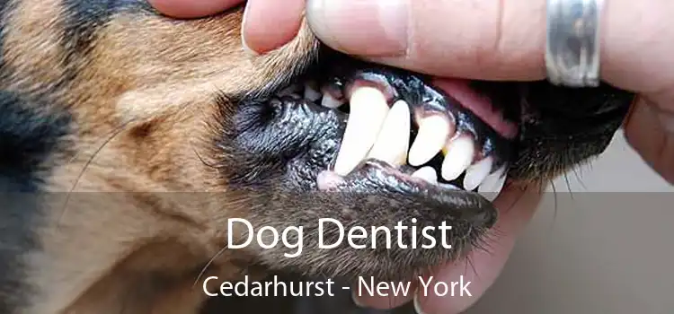 Dog Dentist Cedarhurst - New York