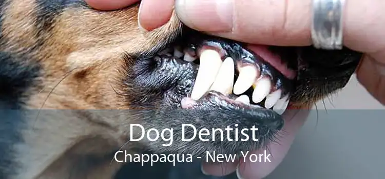 Dog Dentist Chappaqua - New York