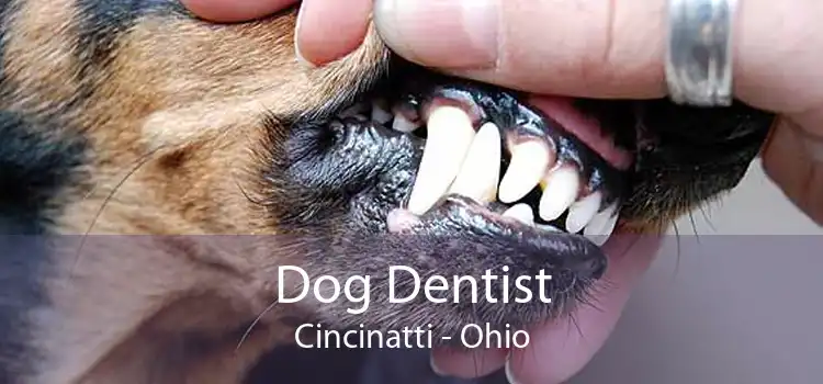 Dog Dentist Cincinatti - Ohio