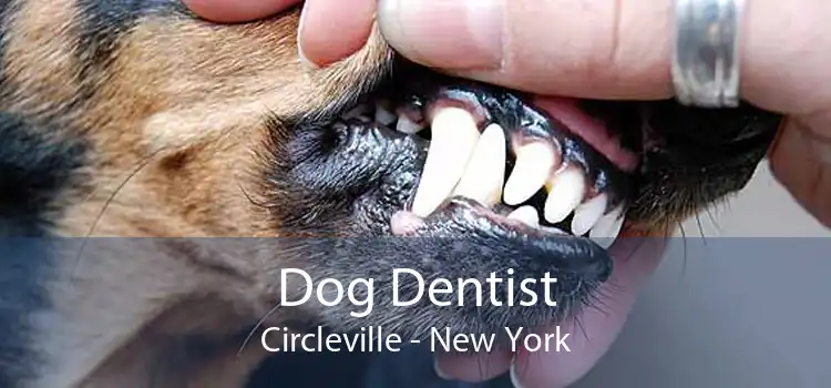Dog Dentist Circleville - New York