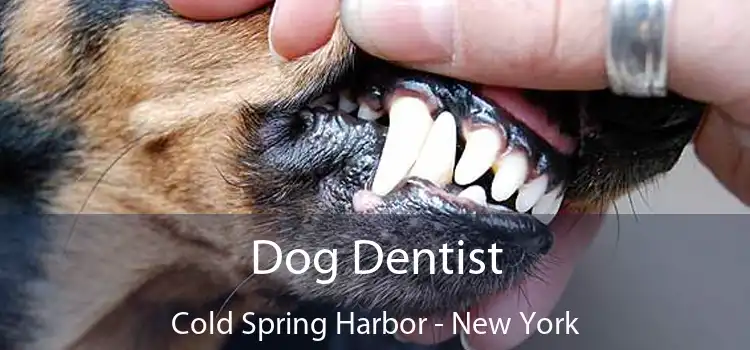 Dog Dentist Cold Spring Harbor - New York