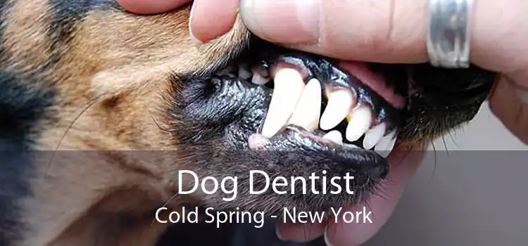 Dog Dentist Cold Spring - New York