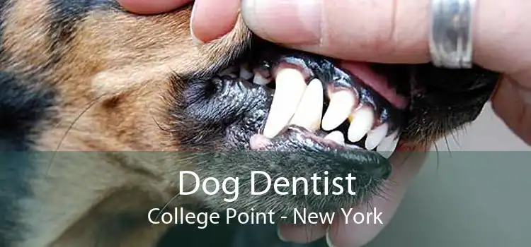 Dog Dentist College Point - New York