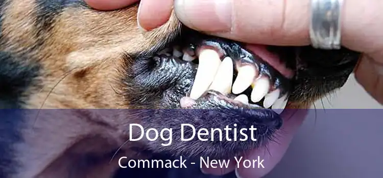 Dog Dentist Commack - New York