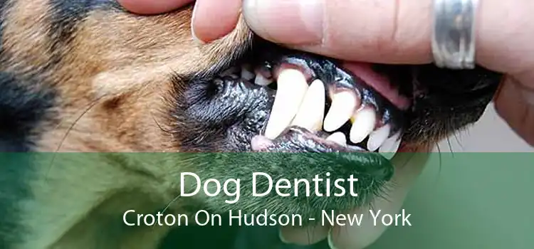 Dog Dentist Croton On Hudson - New York