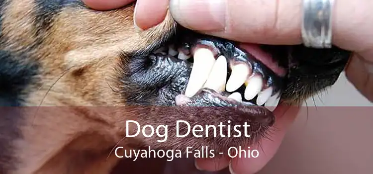 Dog Dentist Cuyahoga Falls - Ohio