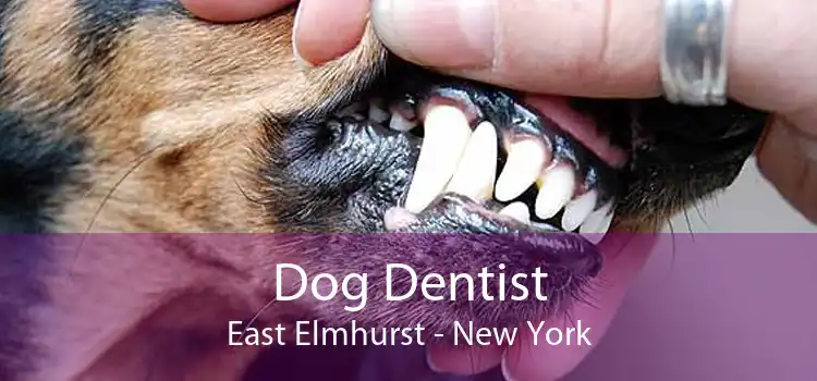 Dog Dentist East Elmhurst - New York
