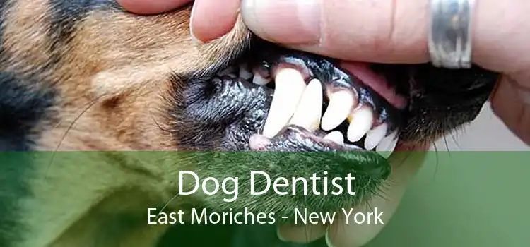 Dog Dentist East Moriches - New York