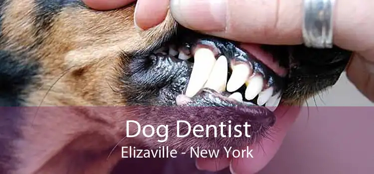 Dog Dentist Elizaville - New York