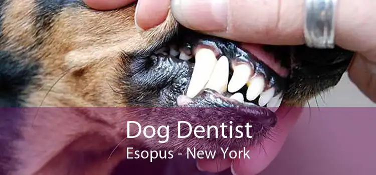Dog Dentist Esopus - New York
