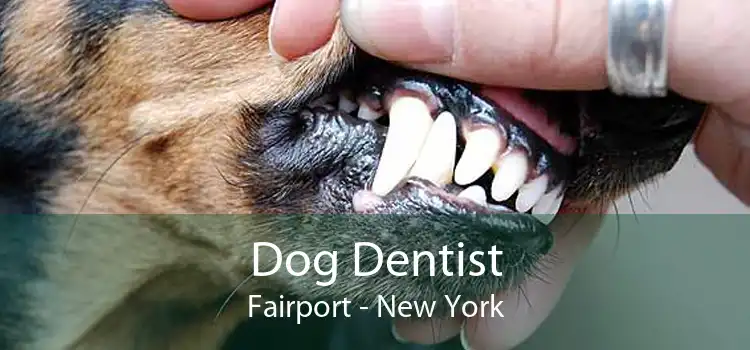 Dog Dentist Fairport - New York