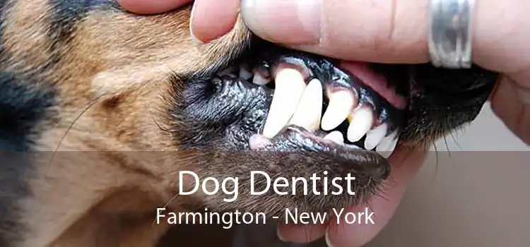 Dog Dentist Farmington - New York