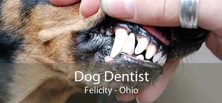 Dog Dentist Felicity - Ohio