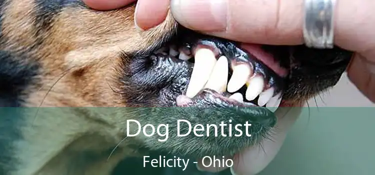 Dog Dentist Felicity - Ohio