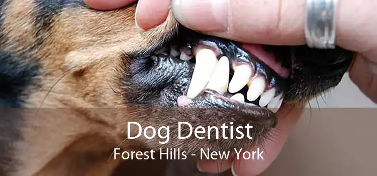 Dog Dentist Forest Hills - New York