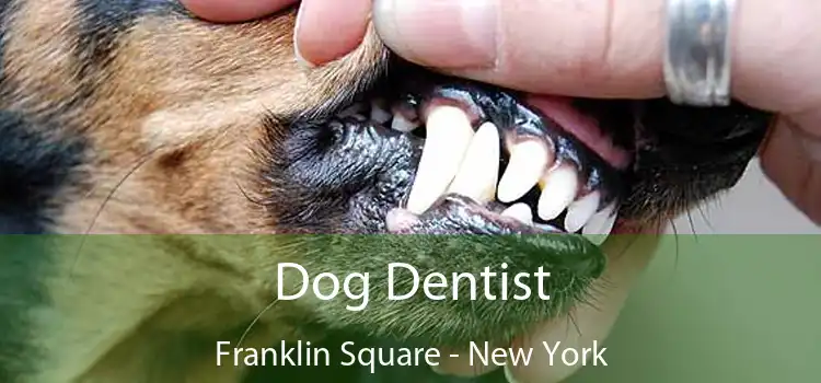 Dog Dentist Franklin Square - New York