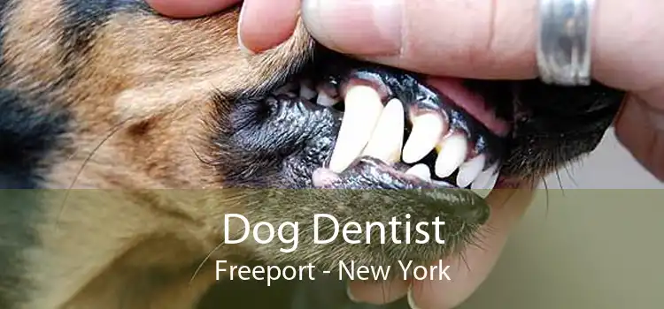 Dog Dentist Freeport - New York