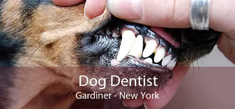 Dog Dentist Gardiner - New York
