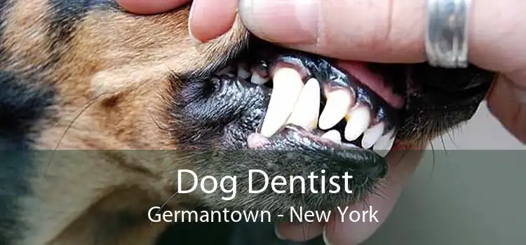 Dog Dentist Germantown - New York