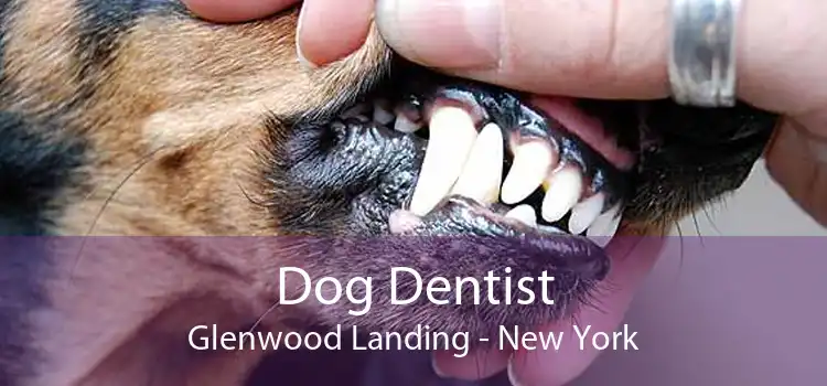 Dog Dentist Glenwood Landing - New York