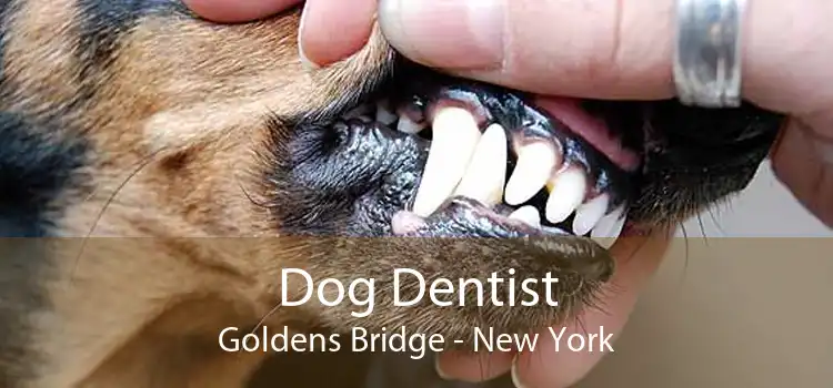 Dog Dentist Goldens Bridge - New York