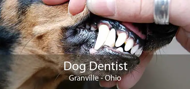 Dog Dentist Granville - Ohio
