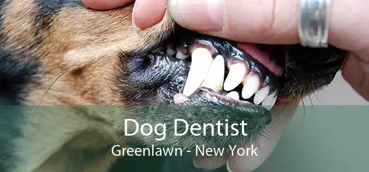 Dog Dentist Greenlawn - New York