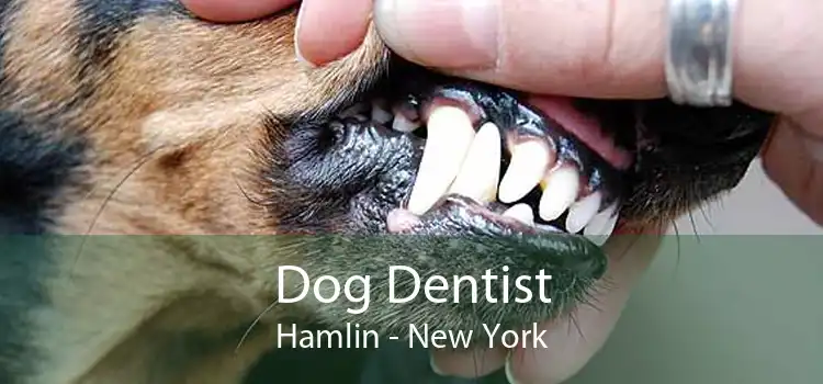 Dog Dentist Hamlin - New York
