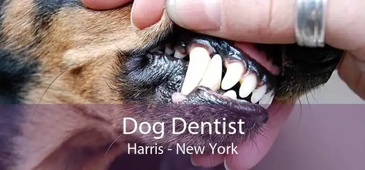 Dog Dentist Harris - New York