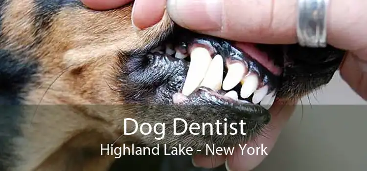 Dog Dentist Highland Lake - New York