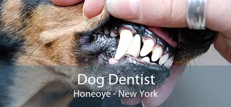 Dog Dentist Honeoye - New York