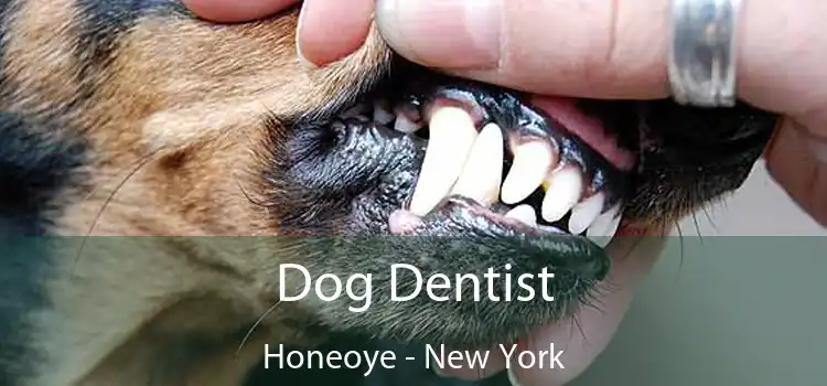 Dog Dentist Honeoye - New York