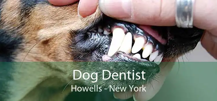 Dog Dentist Howells - New York