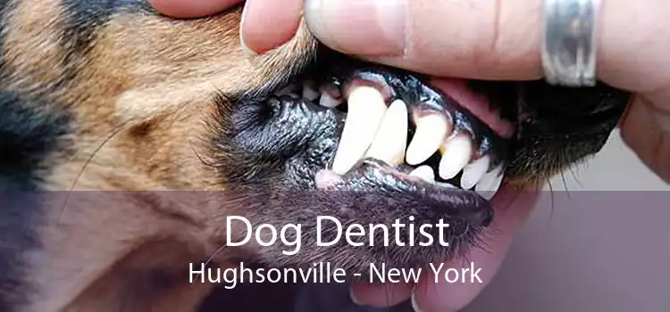 Dog Dentist Hughsonville - New York