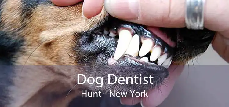 Dog Dentist Hunt - New York