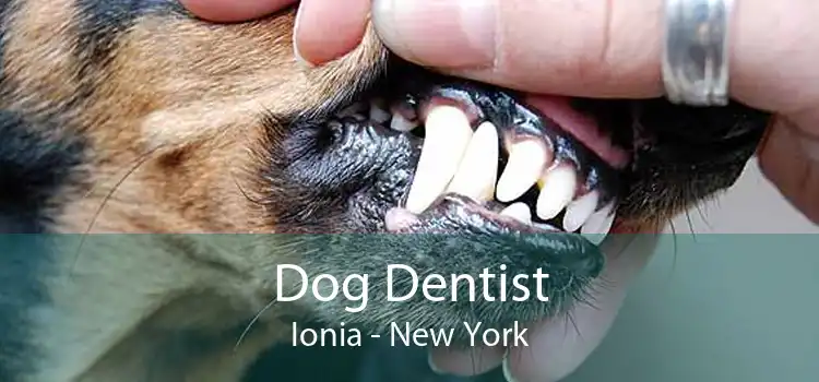 Dog Dentist Ionia - New York