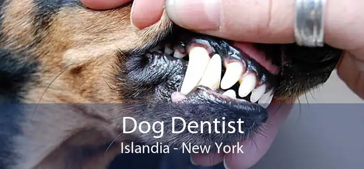 Dog Dentist Islandia - New York