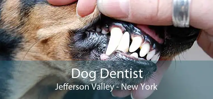 Dog Dentist Jefferson Valley - New York