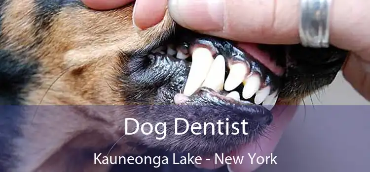 Dog Dentist Kauneonga Lake - New York