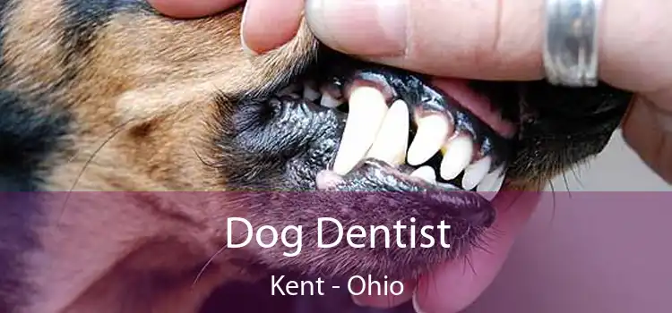 Dog Dentist Kent - Ohio