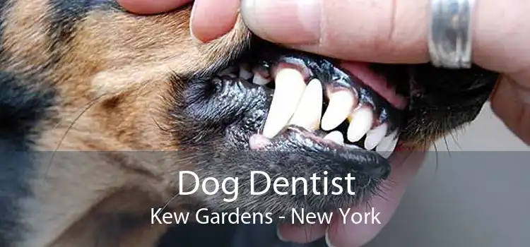 Dog Dentist Kew Gardens - New York