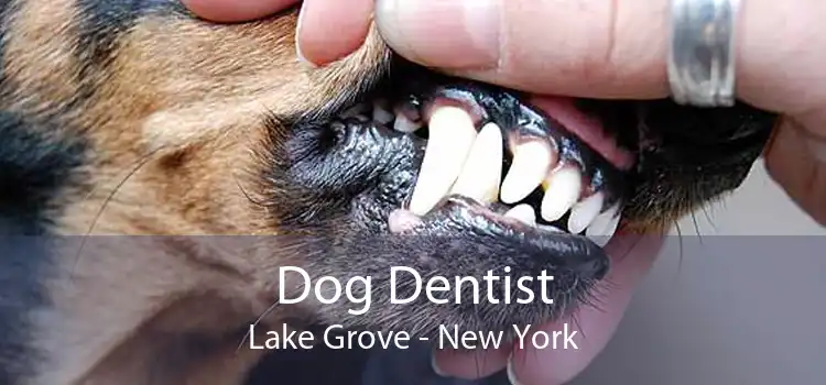 Dog Dentist Lake Grove - New York