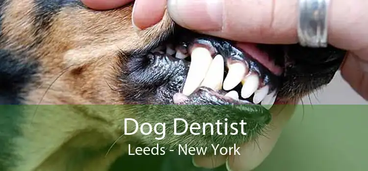 Dog Dentist Leeds - New York