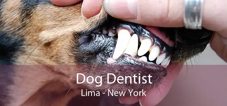 Dog Dentist Lima - New York